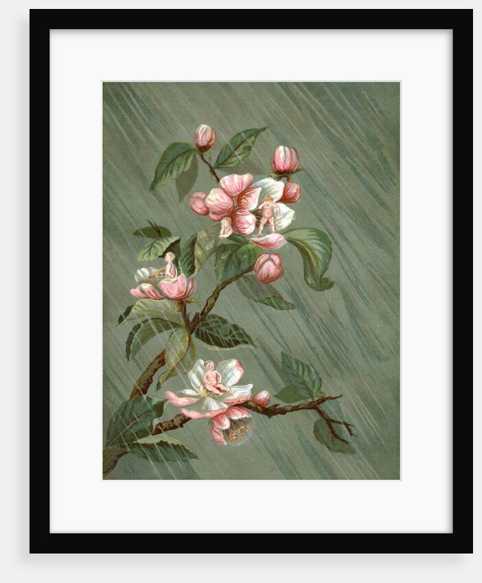 Fairies hiding in rose blossoms in the rain by Anonymous