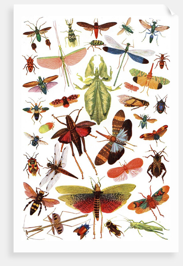 Vintage illustration of winged insects by Anonymous