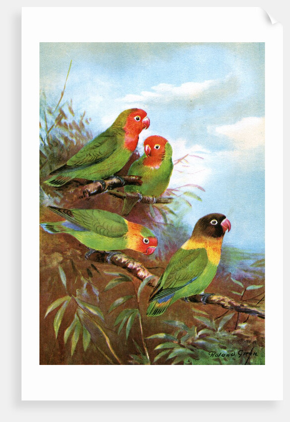 Red headed parrots in natural habitat by Anonymous