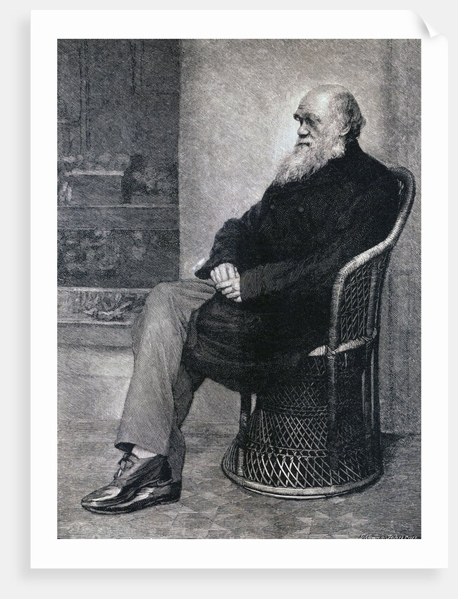 Portrait of Charles Darwin by Anonymous