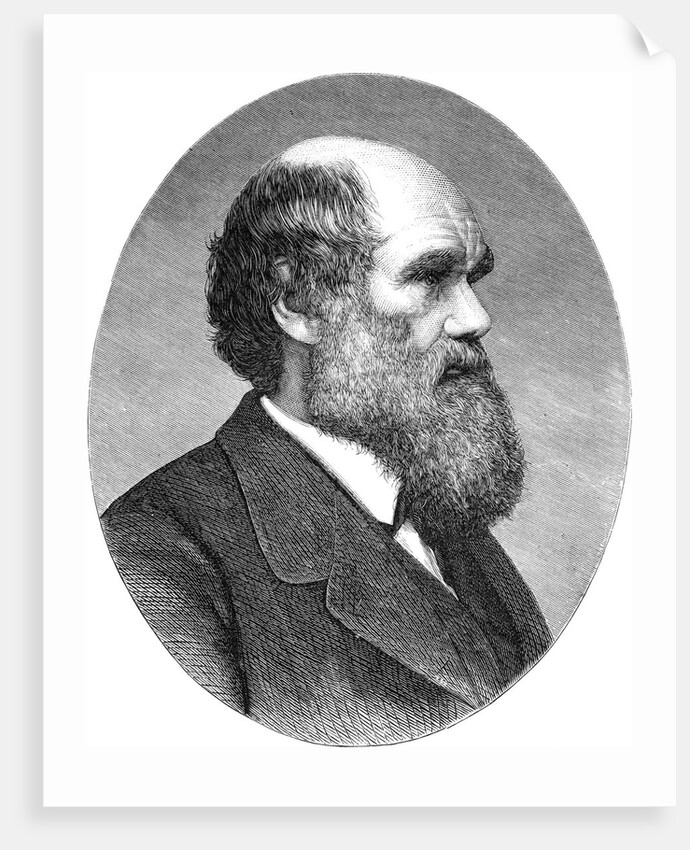 Portrait of Charles Darwin from The Origin of Species by Anonymous