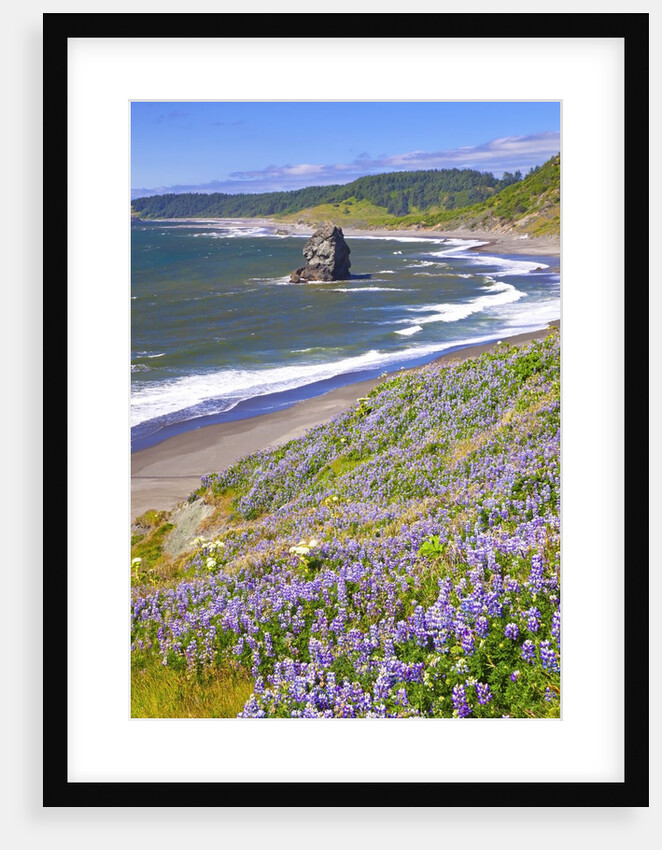 Lupine wildflowers and rock formations at Cape Blanco, South Oregon Coast, Pacific Ocean, Pacific No by Anonymous