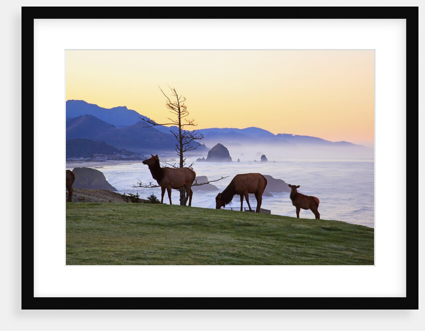Elk at sunrise, Ecola State Park and Haystck Rock, Oregon Coast by Anonymous