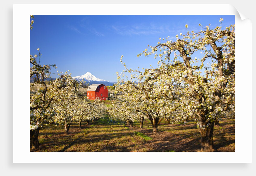 sunrise Mt.Hood and old red barn, Hood River Valley and apple blossoms, Hood River Oregon, Columbia by Anonymous