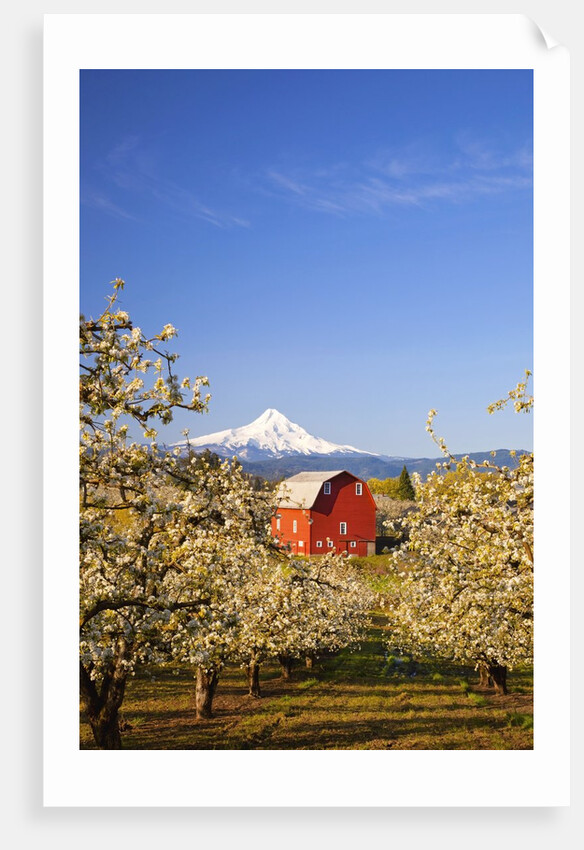 sunrise Mt.Hood and old red barn, Hood River Valley and apple blossoms, Hood River Oregon, Columbia by Anonymous