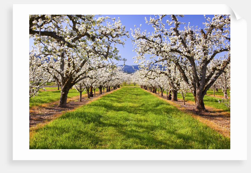 apple blossoms and Mt.Hood, Hood River, Oregon, Columbia River Gorge, Pacific Northwest. by Anonymous