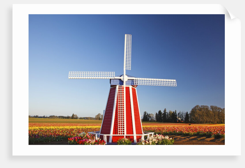tulips field, Wooden Shoe Tulip Farm, Woodburn Oregon. have property release. by Anonymous