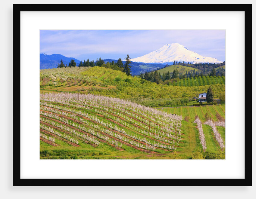 apple blossoms and Mt.Adams, Hood River, Oregon, Columbia River Gorge, Pacific Northwest. by Anonymous
