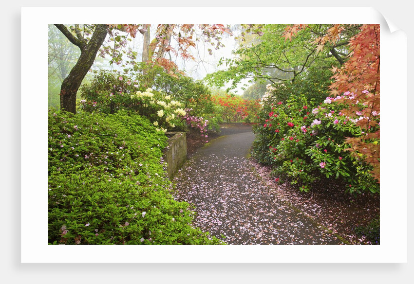 spring flowers in Crystal Springs Rhododendron Garden. Portland Oregon. by Anonymous