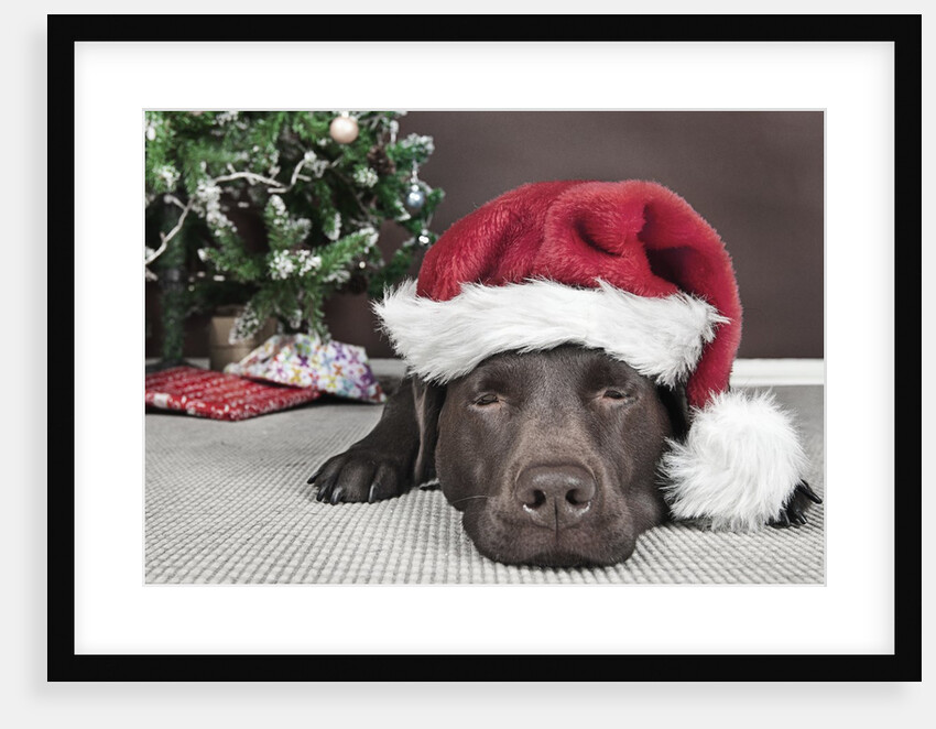 Labrador in santa hat sleeping by xmas tree by Anonymous
