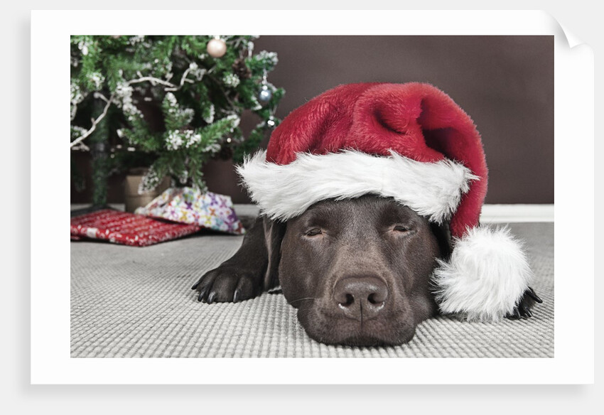 Labrador in santa hat sleeping by xmas tree by Anonymous