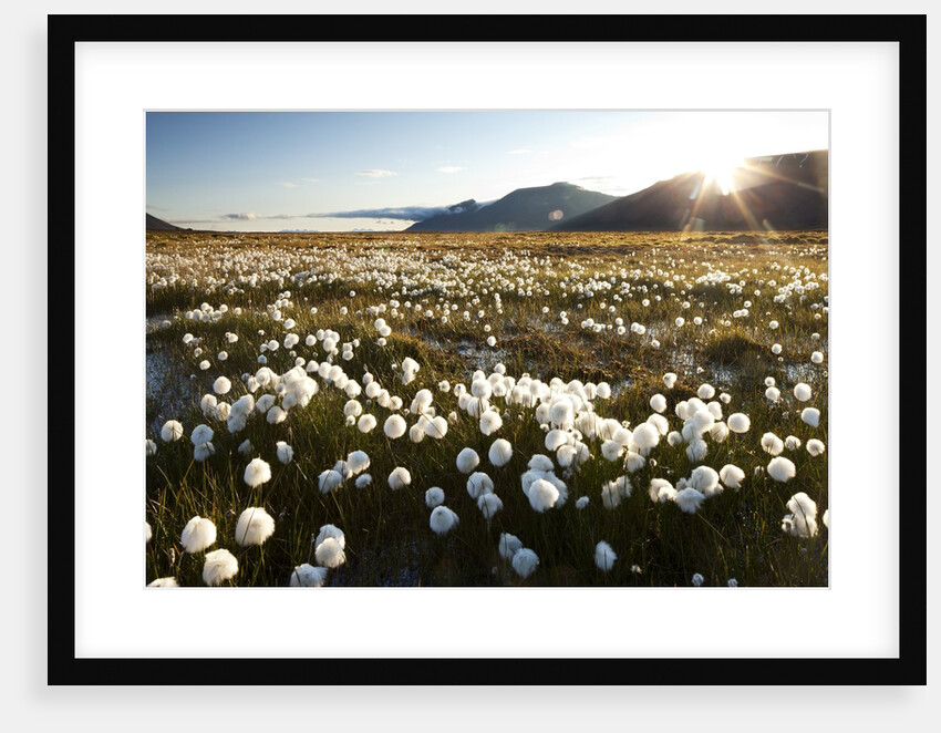 Arctic Landscape, Svalbard by Anonymous