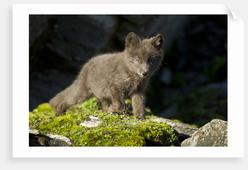 Arctic Fox, Svalbard, Norway by Anonymous
