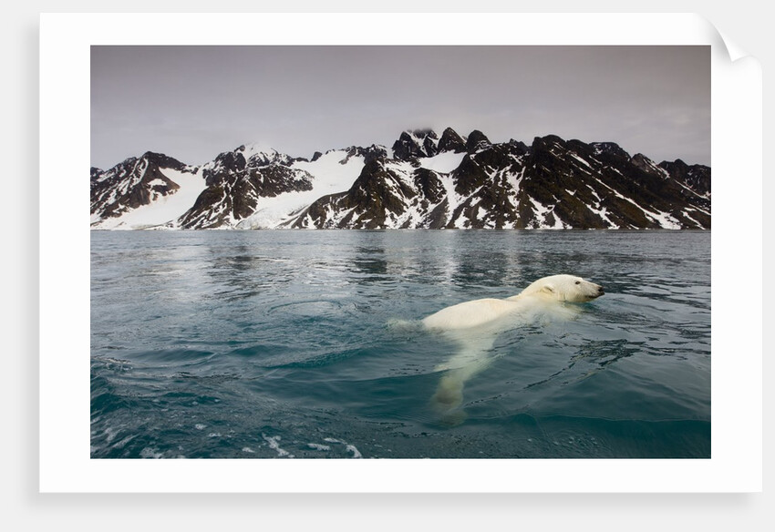 Polar Bear, Svalbard, Norway by Anonymous