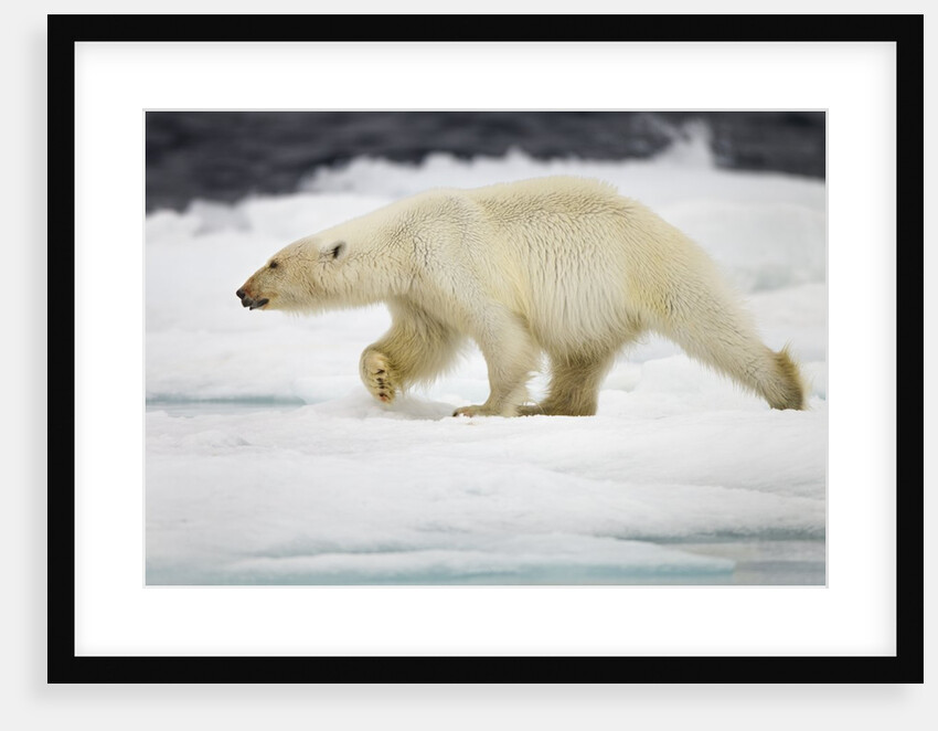 Polar Bear, Svalbard, Norway by Anonymous