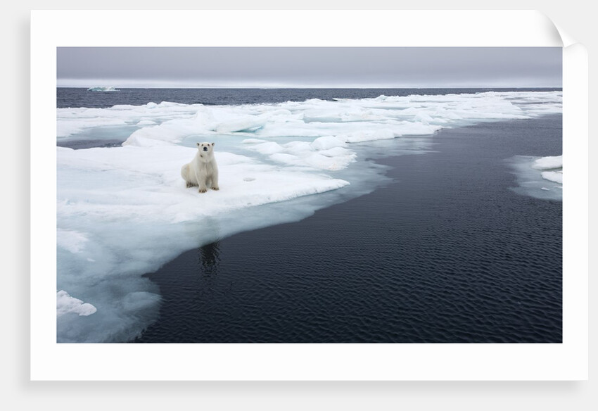 Polar Bear, Svalbard, Norway by Anonymous