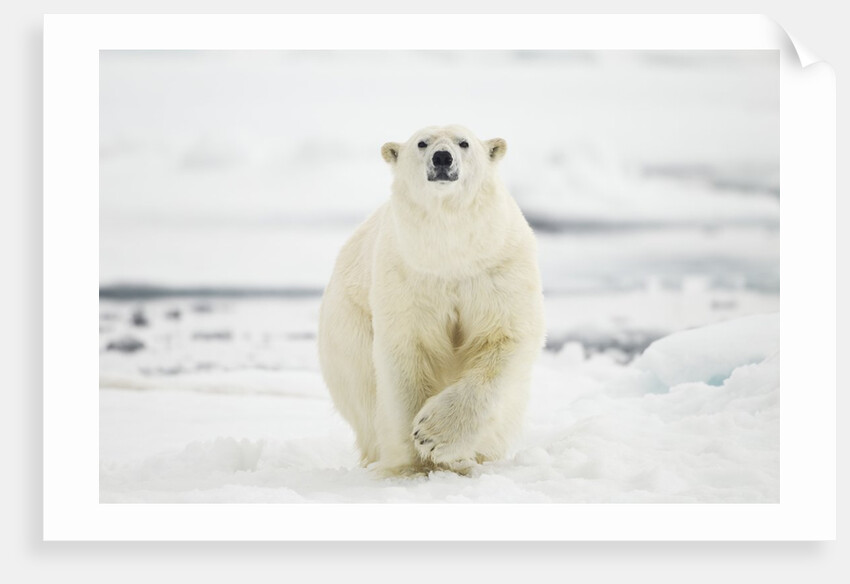Polar Bear, Svalbard, Norway by Anonymous
