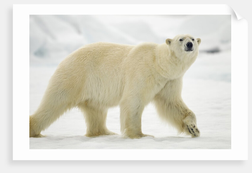 Polar Bear, Svalbard, Norway by Anonymous