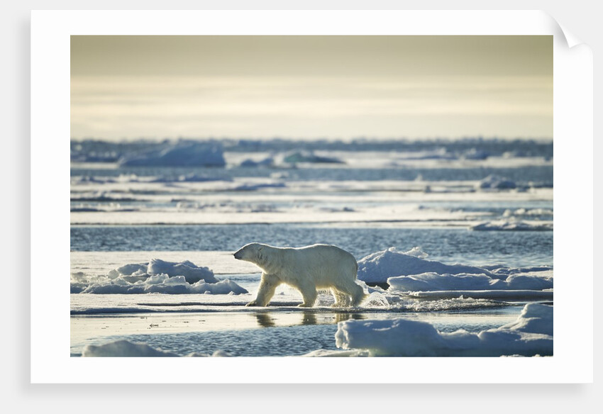 Polar Bear, Svalbard, Norway by Anonymous
