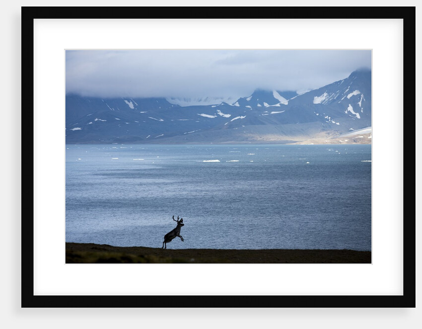 Reindeer, Svalbard, Norway by Anonymous