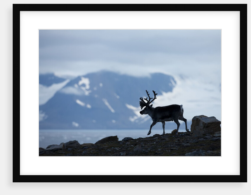 Reindeer, Svalbard, Norway by Anonymous