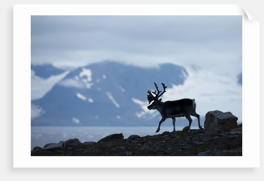 Reindeer, Svalbard, Norway by Anonymous