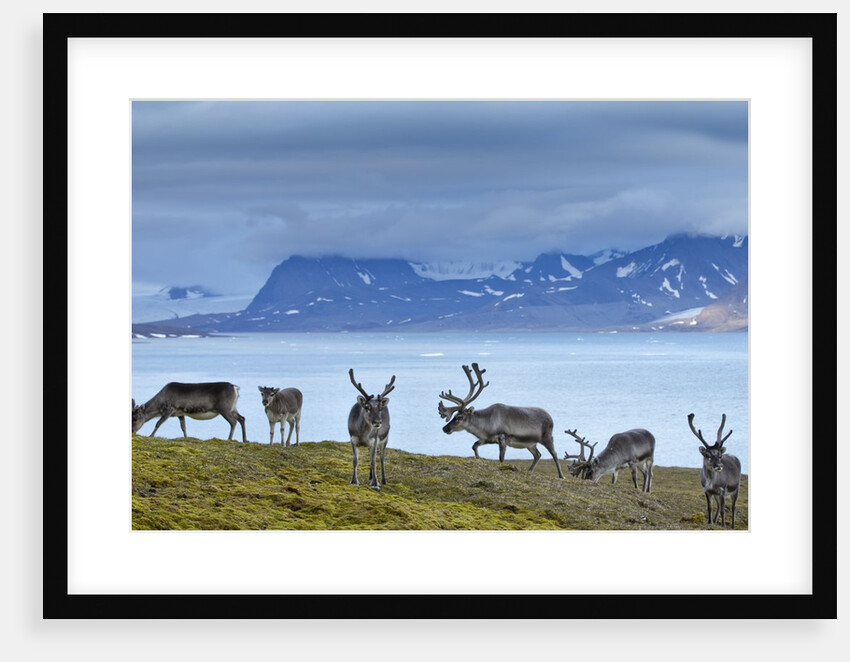 Reindeer, Svalbard, Norway by Anonymous