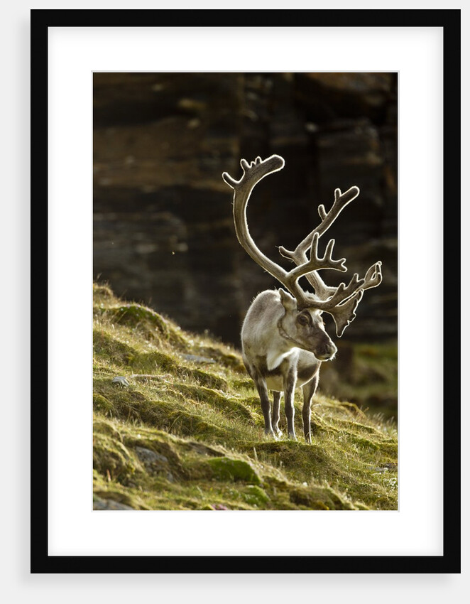 Reindeer, Svalbard, Norway by Anonymous