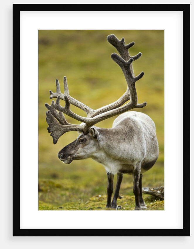Reindeer, Svalbard, Norway by Anonymous