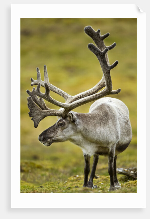 Reindeer, Svalbard, Norway by Anonymous
