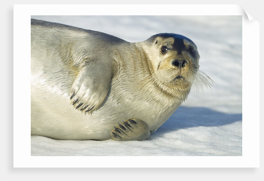 Bearded Seal, Svalbard, Norway by Anonymous