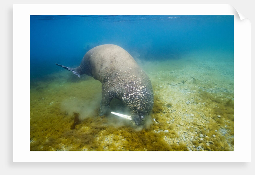Walrus, Svalbard, Norway by Anonymous