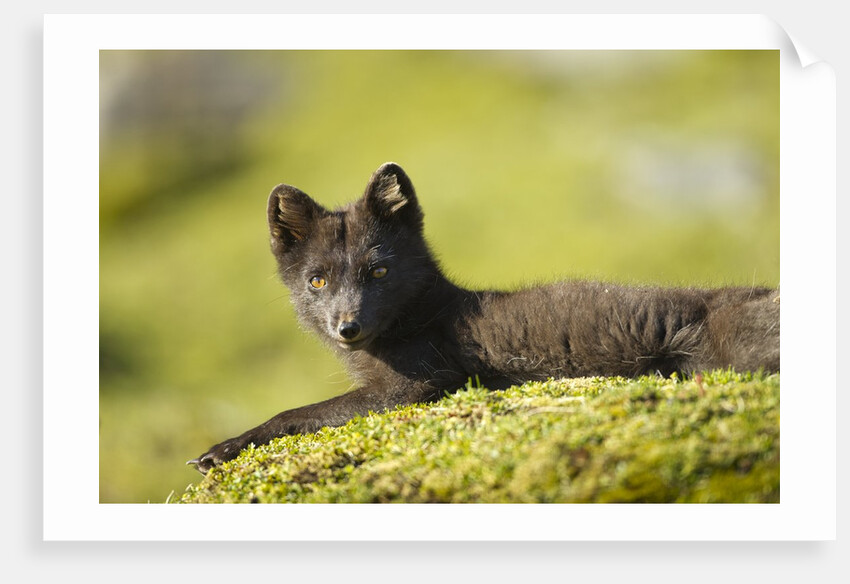Arctic Fox, Svalbard, Norway by Anonymous