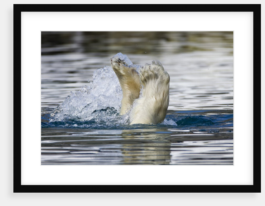 Polar Bear, Svalbard, Norway by Anonymous