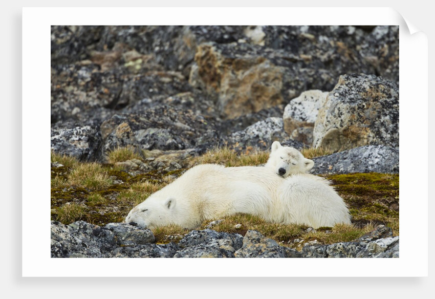 Polar Bear, Svalbard, Norway by Anonymous