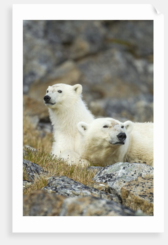Polar Bear, Svalbard, Norway by Anonymous