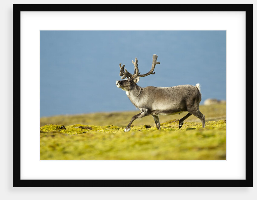 Reindeer, Svalbard, Norway by Anonymous