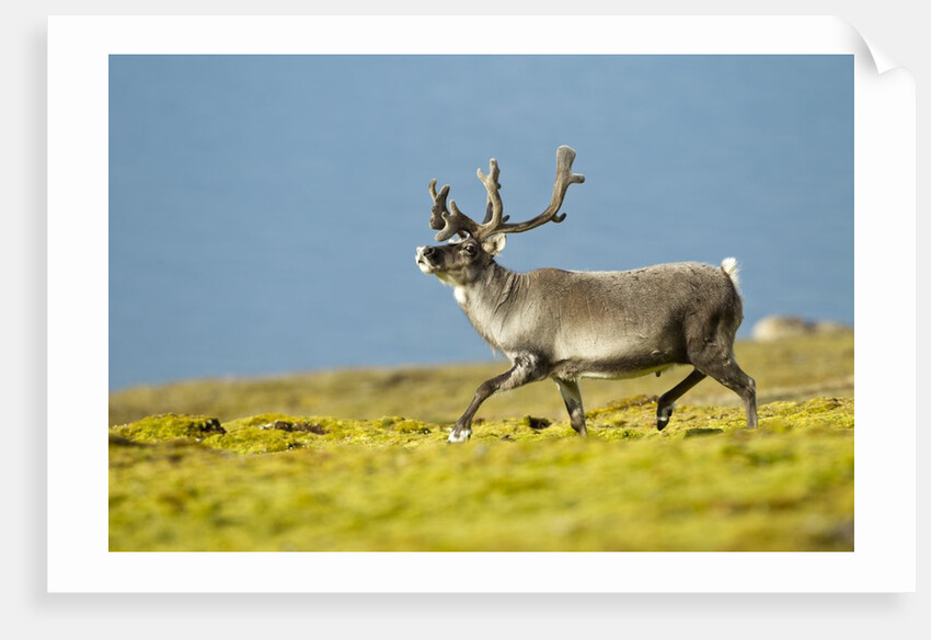 Reindeer, Svalbard, Norway by Anonymous