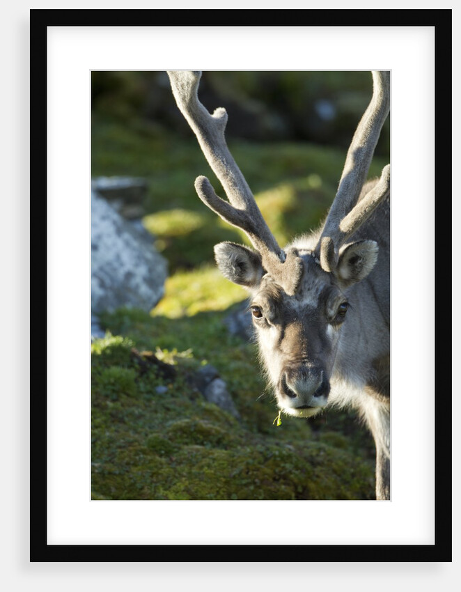 Reindeer, Svalbard, Norway by Anonymous