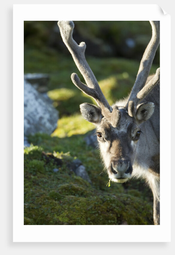 Reindeer, Svalbard, Norway by Anonymous