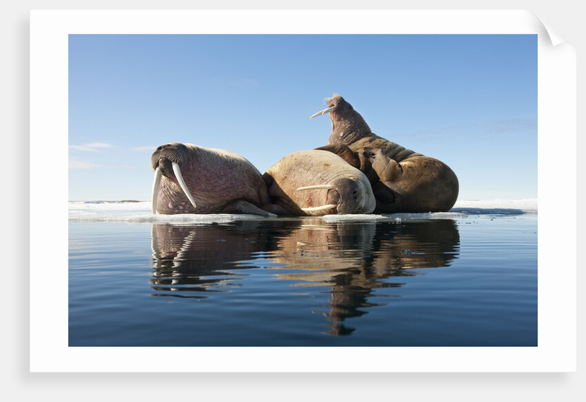 Walrus, Svalbard, Norway by Anonymous
