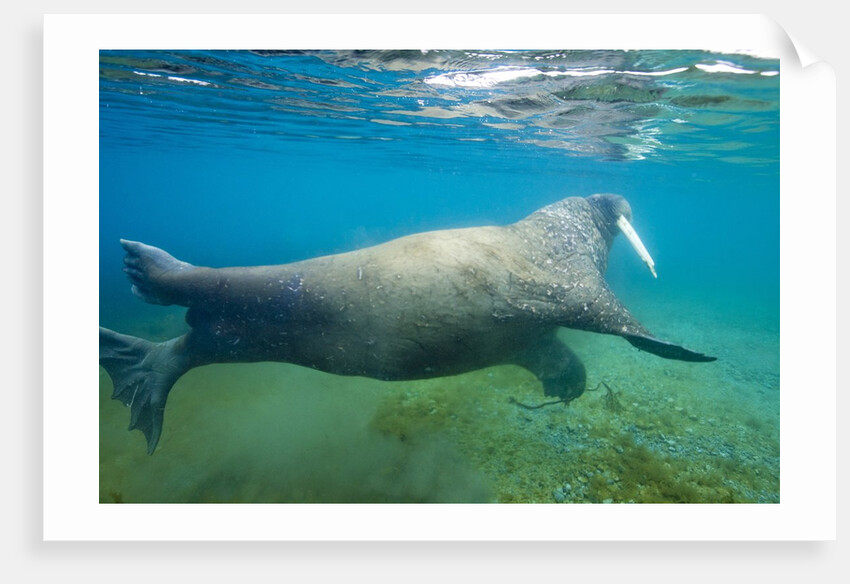 Walrus, Svalbard, Norway by Anonymous