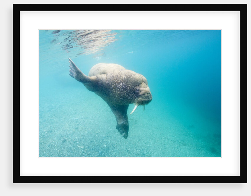Walrus, Svalbard, Norway by Anonymous