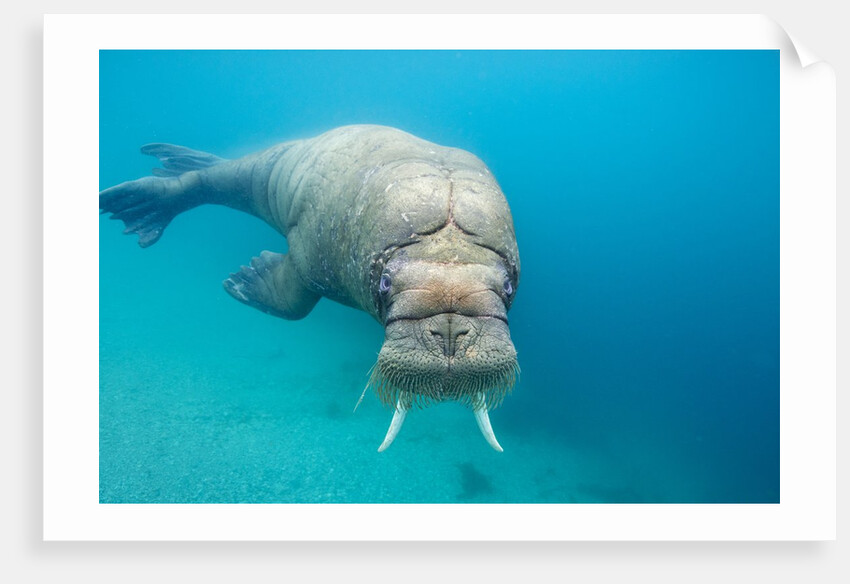 Walrus, Svalbard, Norway by Anonymous