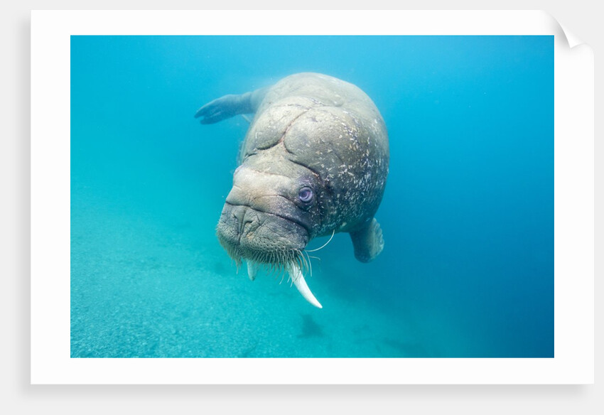 Walrus, Svalbard, Norway by Anonymous