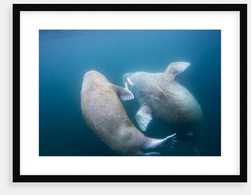 Walrus, Svalbard, Norway by Anonymous
