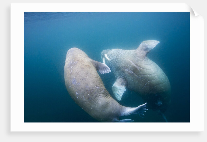 Walrus, Svalbard, Norway by Anonymous