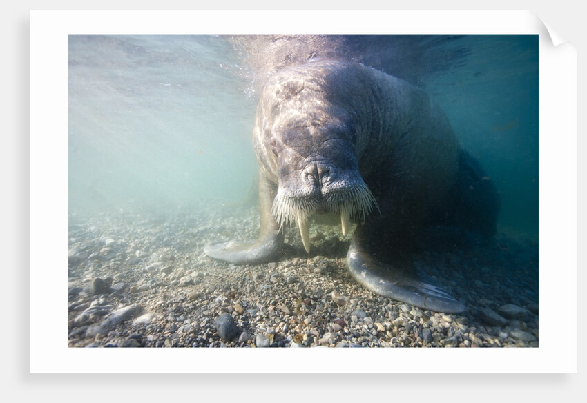 Walrus, Svalbard, Norway by Anonymous