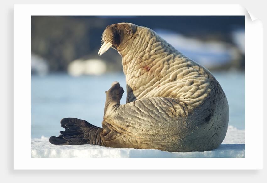 Walrus, Svalbard, Norway by Anonymous