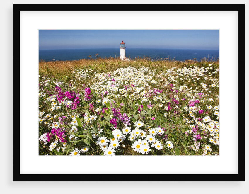 wildflwers at North Head Lighthouse, Washington State, Pacific Ocean, Pacific Northwest. by Anonymous